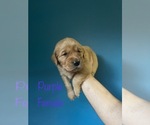 Small Photo #1 Golden Retriever Puppy For Sale in STATHAM, GA, USA