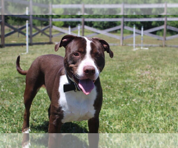 Medium Photo #7 Mutt Puppy For Sale in Chestertown, MD, USA