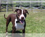 Small #6 Mutt