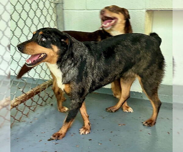 Medium Photo #2 Mutt Puppy For Sale in Frenchburg, KY, USA