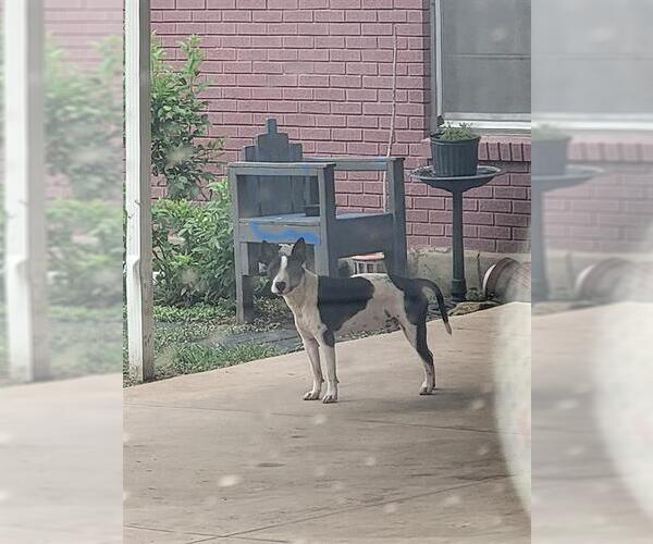Medium Photo #1 Bull Terrier-Unknown Mix Puppy For Sale in San Antonio, TX, USA