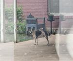 Small Bull Terrier Mix