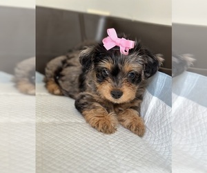 YorkiePoo Puppy for sale in VALE, NC, USA