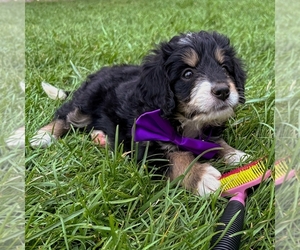 Bernedoodle (Miniature) Puppy for sale in ROY, UT, USA