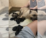 Puppy 1 Presa Canario