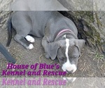 Small #3 American Pit Bull Terrier