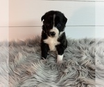 Small Photo #1 Border Collie Puppy For Sale in LECOMA, MO, USA