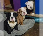 Small Photo #1 Bulldog Puppy For Sale in FAIR OAKS, CA, USA