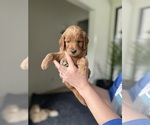 Puppy Daisy Goldendoodle (Miniature)