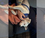 Small #9 Jack Russell Terrier Mix