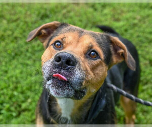 Medium Photo #1 Rottweiler-American Pit Bull Terrier Puppy For Sale in Glen Allen, VA, USA