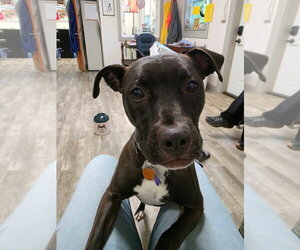 Dolly - Female American Staffordshire Terrier-Unknown Mix Dog for Adoption - Photo #6