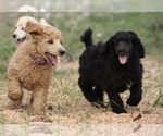 Small Photo #19 Poodle (Standard) Puppy For Sale in GARWOOD, TX, USA