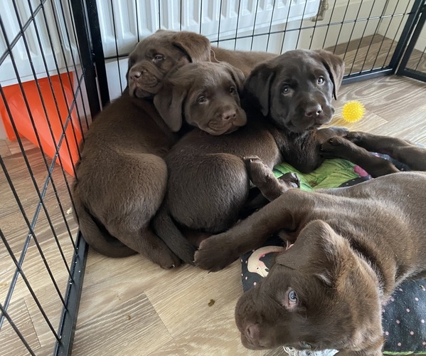 Medium Photo #18 Labrador Retriever Puppy For Sale in Princes Risborough, Buckinghamshire (England), United Kingdom