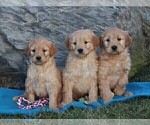 Small Photo #3 Goldendoodle (Miniature) Puppy For Sale in STRASBURG, PA, USA