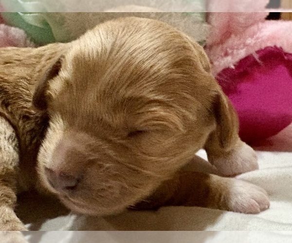 Medium Photo #2 Cavapoo Puppy For Sale in WAUSEON, OH, USA