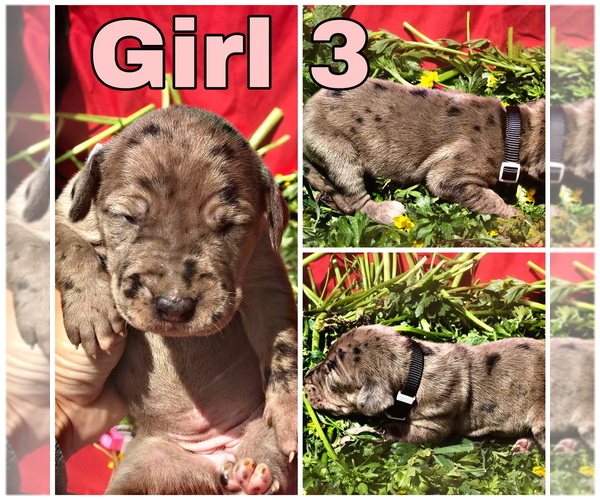 Medium Photo #15 Great Dane Puppy For Sale in PINNACLE, NC, USA
