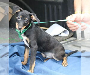 Doxie-Pin Dogs for adoption in Bandera, TX, USA