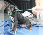 Small Doxie-Pin