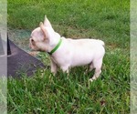 Small Photo #4 French Bulldog Puppy For Sale in CANYON LAKE, TX, USA