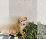 Small Photo #2 Whoodle Puppy For Sale in DOSS, MO, USA