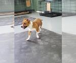 Small #5 Basset Hound Mix