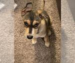 Small German Shepherd Dog Mix