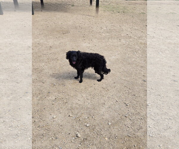 Medium Photo #1 Mutt Puppy For Sale in Maquoketa, IA, USA