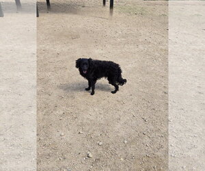 Mutt Dogs for adoption in Maquoketa, IA, USA