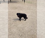 Small Mutt