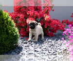 Small Photo #9 Pug Puppy For Sale in WARSAW, IN, USA