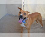 Small American Staffordshire Terrier Mix