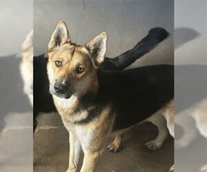 German Shepherd Dog Dogs for adoption in San Bernardino, CA, USA