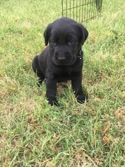 Labrador Retriever Puppy for sale in ARGYLE, TX, USA