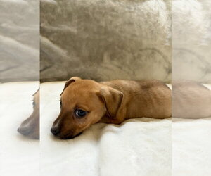 Bonnie - Female Mutt Dog for Adoption - Photo #4