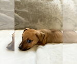 Small Photo #4 Mutt Puppy For Sale in Plainfield, IL, USA