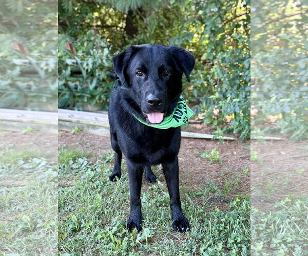 Medium Photo #3 Shepradors Puppy For Sale in Spring Lake, NJ, USA