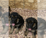Small Photo #18 German Shepherd Dog Puppy For Sale in WESTBY, WI, USA