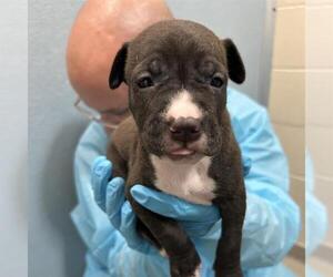 American Staffordshire Terrier-Unknown Mix Dogs for adoption in San Antonio, TX, USA