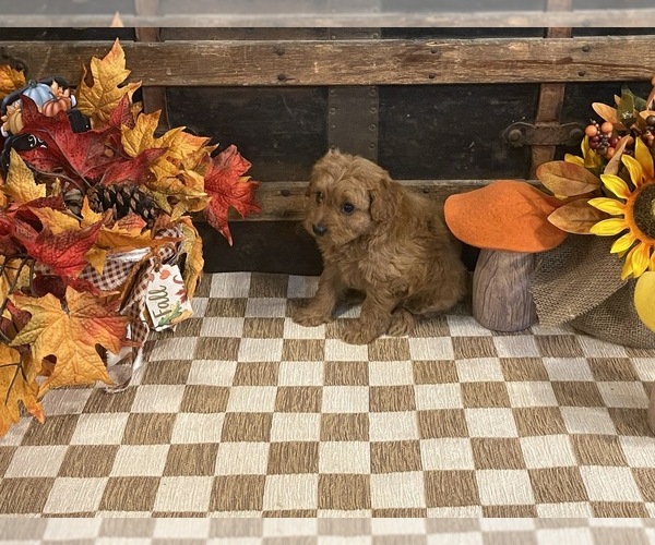 Medium Photo #3 Cavapoo (Miniature) Puppy For Sale in FULTON, KS, USA