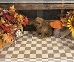 Axel - Male Cavapoo (Miniature) Puppy for Sale - Photo #3