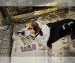 Small Photo #1 Beagle-English Foxhound Mix Puppy For Sale in Frenchburg, KY, USA
