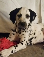 Dalmatian Puppy for sale in FRANKLIN, KY, USA