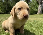 Puppy Leo Labrador Retriever