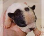Small Photo #5 Boston Terrier Puppy For Sale in COLLINS, GA, USA