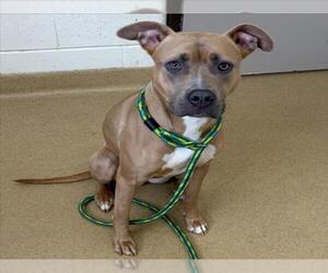 American Pit Bull Terrier Dogs for adoption in Derwood, MD, USA