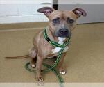*CELINE - Female American Pit Bull Terrier Dog for Adoption - Small photo