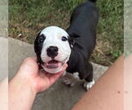 Small #1 American Pit Bull Terrier