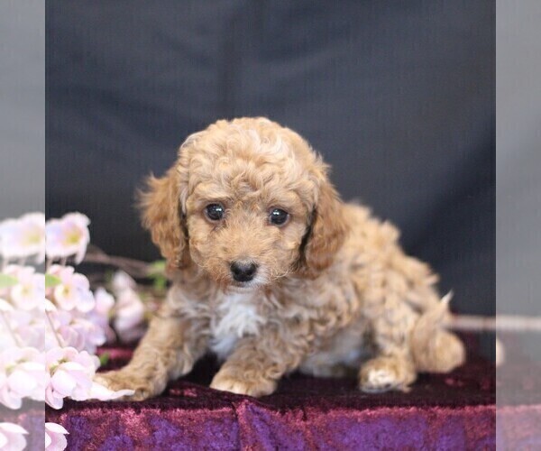 Medium Photo #3 Cavapoo (Miniature) Puppy For Sale in MILLERSTOWN, PA, USA