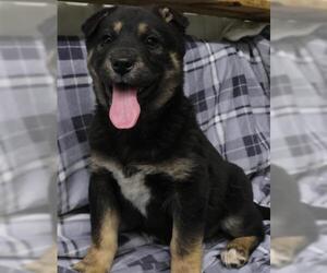 Mutt Dogs for adoption in Thief River Falls, MN, USA